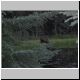 HorseshoeLakeMoose.jpg