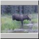 MooseBlur.jpg
