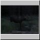 MooseDark.jpg