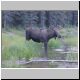 MooseGood.jpg