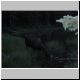 MooseGrazing2.jpg