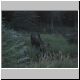MooseGrazing.jpg