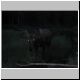 MooseHeadLights.jpg