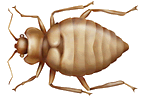 One of my friends - the bedbug.