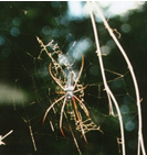 Big spider that visited me at the waterfall.