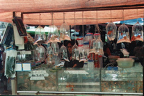 Assorted native and non-native tropical fish as super discount prices, at least in comparieson to the US prices.
