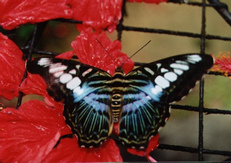 Blue and black moth