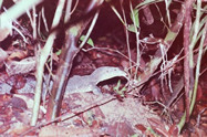 Monitor lizard.