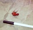 Cockroach - a common visitor.