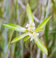 Small flowers