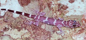 Night gecko.