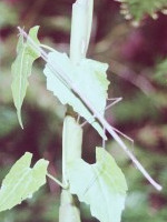 Walking Stick